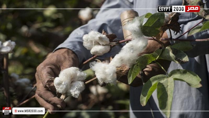 القطن