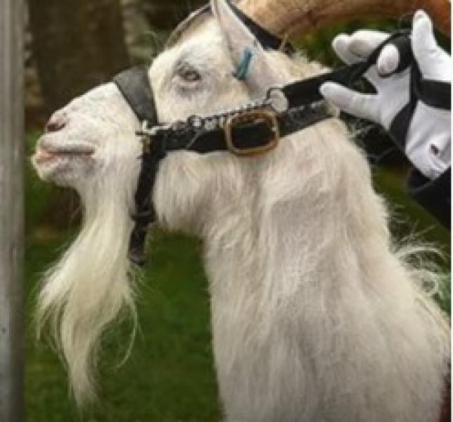 ”تيس“ يحظى برتبة عسكرية وحصانة وجواز سفر.. مفاجأة بالفيديو
