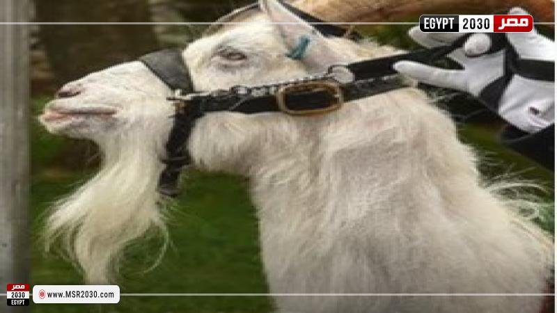 صورة من الفيديو