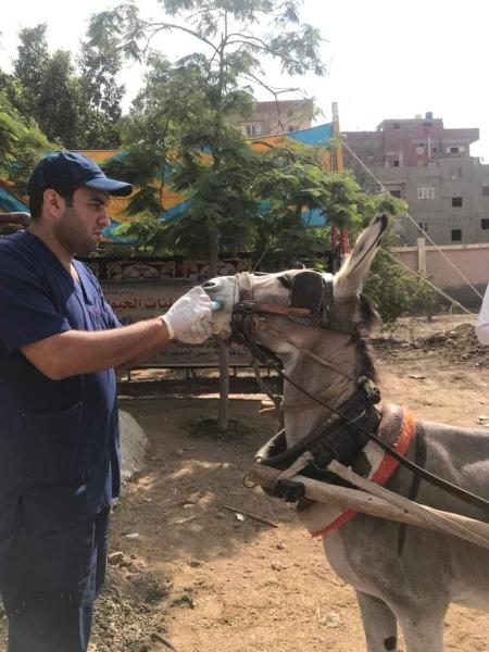 علاج وفحص أكثر من 2000 رأس ماشية مجانا لصغار المربين في قرى حياة كريمة بمحافظة الغربية