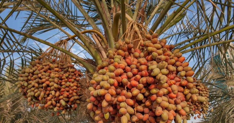 نخيل التمر