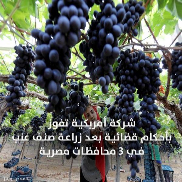 عنب 