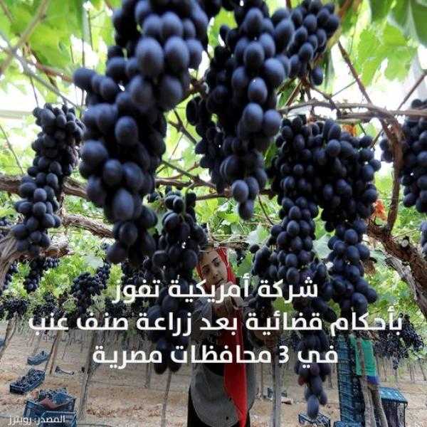 شركة أمريكية تفوز بأحكام قضائية بعد زراعة صنف عنب في 3 محافظات