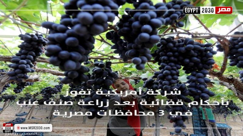 عنب