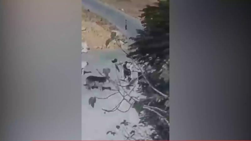 صورة من الفيديو 