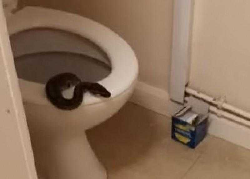 ثعبان ينهي حياة سيدة بلدغة سامة بحمام منزلها في الجيزة