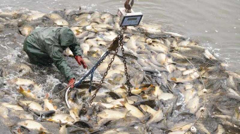 الزراعة: السيسي أولى اهتمامًا كبيرًا بالثروة السمكية والتصدير للخارج