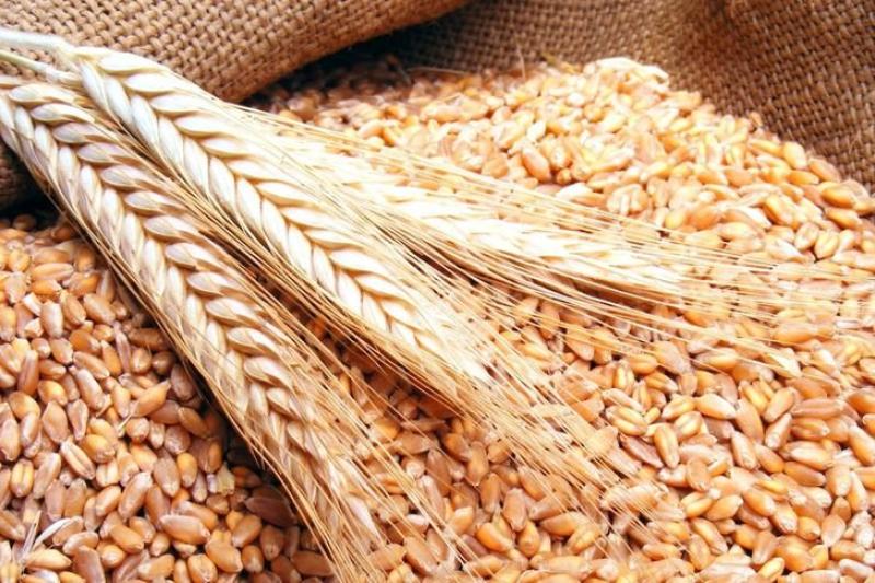 فتح باب شراء القمح والدقيق