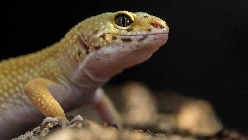 أستاذ علم حشرات: ظهور البرص المصري في إسرائيل يفيد النظام البيئي «فيديو»