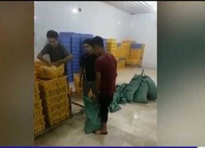 «فيديو صادم للمواطنين » إعدام الكتاكيت بسبب نقص الأعلاف في الأسواق