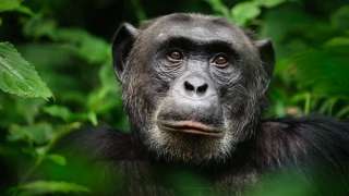 وفاة أكبر شمبانزي بعد معاناة مع المرض