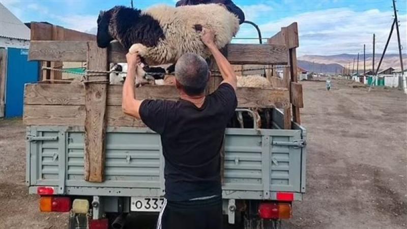 توزيع خرفان على أسر الجنود الروس