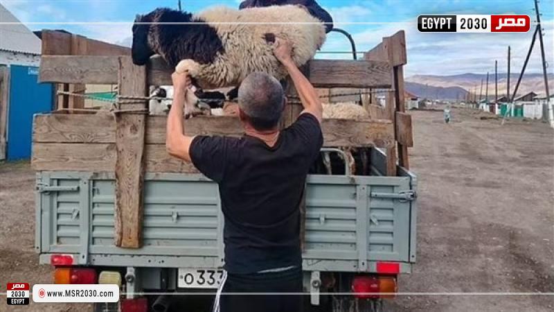 توزيع خرفان على أسر الجنود الروس