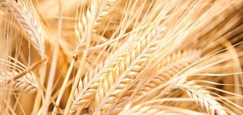 ضبط 50 طن شعير غير مسموح بتداوله فى دمياط