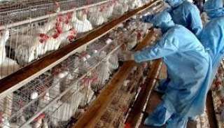 «أنفلونزا الطيور» يهاجم الدول الأوربية