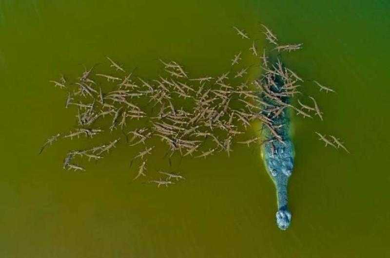 شاهد.. تمساح عملاق يحمل 100 من صغاره فوق ظهره