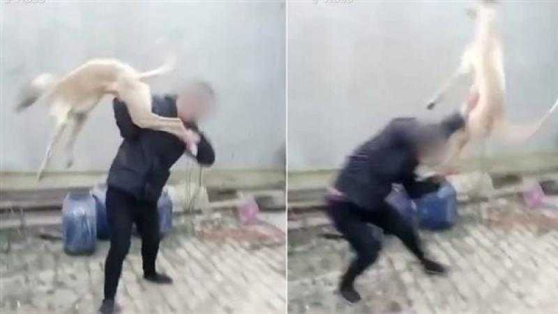 القبض على مدمن مخدرات عذب كلبا حتى الموت