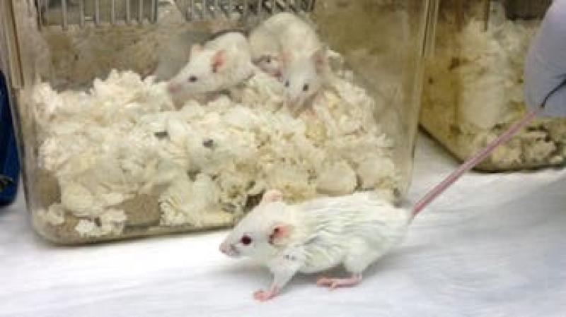 تأجيل محاكمة معيد بجنوب الوادي لاتهامه بالتسبب في قتل 60 فأرًا