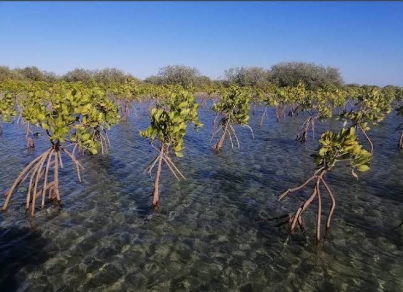 كنز مصر الثمين في مواجهة التغيرات المناخية.. ما هو المانجروف؟