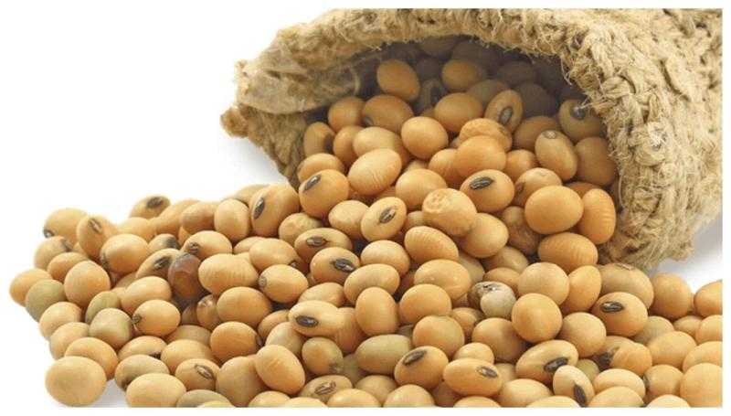 سعر الفول البلدي اليوم الإثنين عند التاجر.. «الطن وصل لكام»