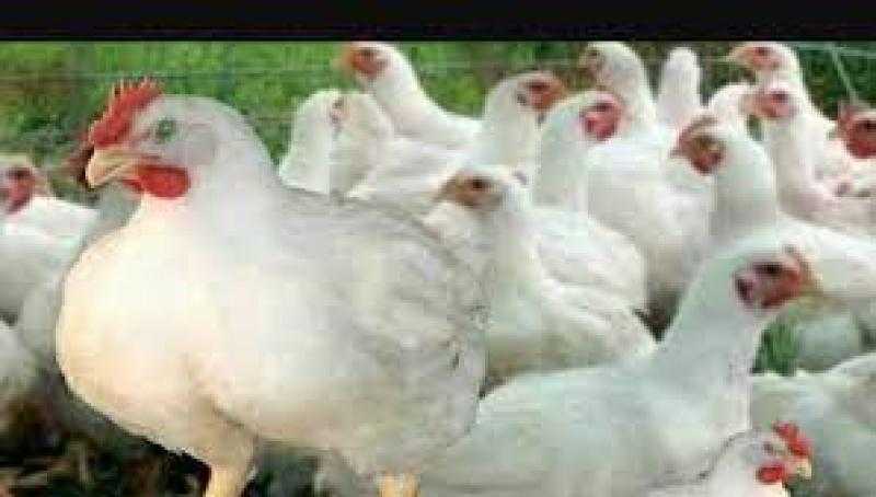 زراعة النواب: صناعة الدواجن تتجاوز 100 مليار جنيه.. فيديو