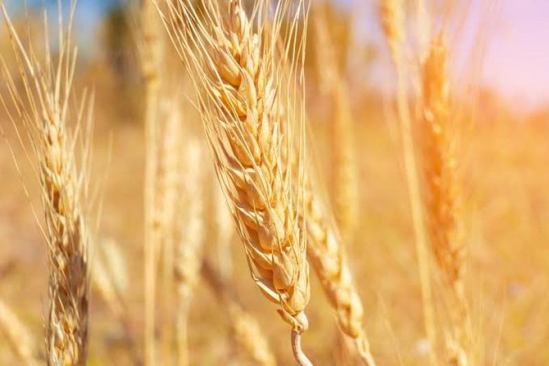 السعودية تطرح مناقصة لاستيراد 535 ألف طن من القمح