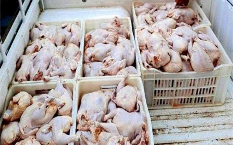الحملات التموينية تكشف عن 2.5 طن دواجن فاسدة بالشرقية