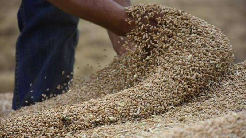 صادرات الحبوب