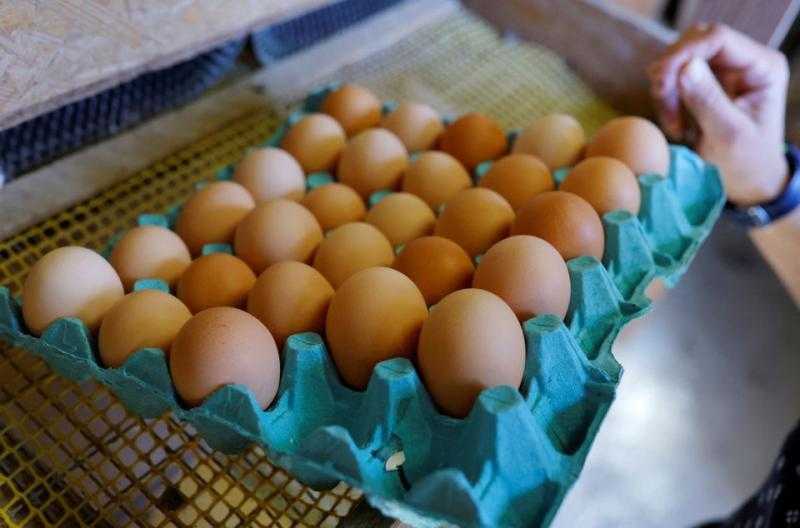 بشرى سارة من الزراعة بشأن سعر كرتونة البيض «فيديو»