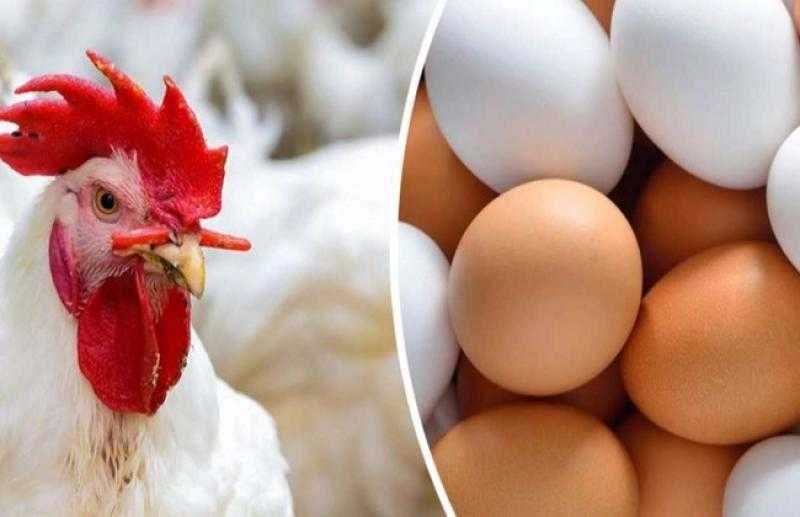 شعبة الدواجن: الإفراج عن الأعلاف ينعكس على أسعار الفراخ خلال الأيام المقبلة «فيديو»