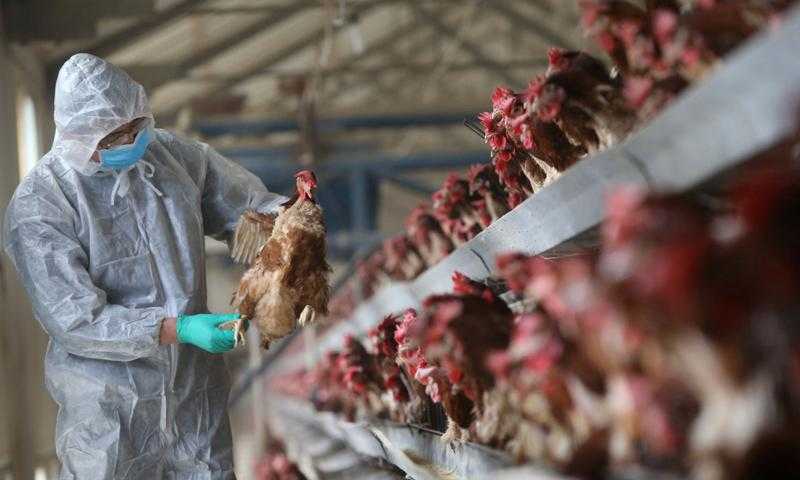 بريطانيا: فرض حجر صحي على مزارع الدواجن بسبب ”أكبر انتشار لإنفلونزا الطيور”