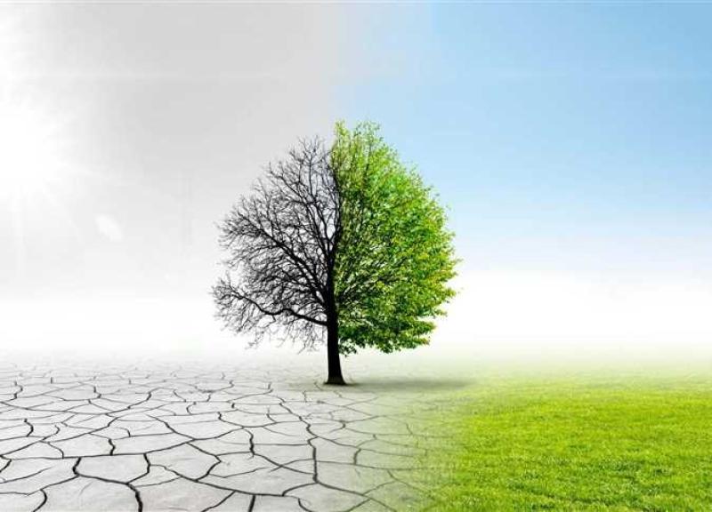 المحصول الوحيد الناجي من تبعات التغيرات المناخية.. تعرف عليه