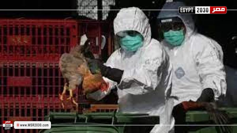 إعدام ما يقرب من 115 ألف دجاجة في كوريا الجنوبية