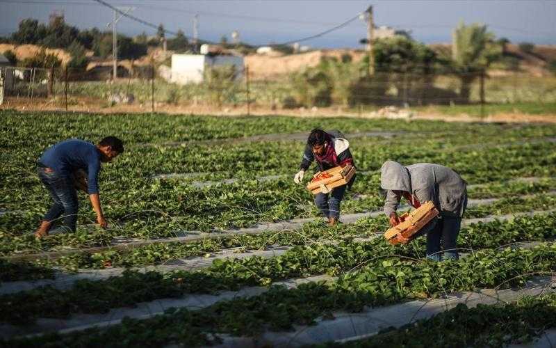 هل ستعود مصر سلة لغذاء العالم مجددا؟.. أستاذ اقتصاد زراعي يوضح.. «فيديو»