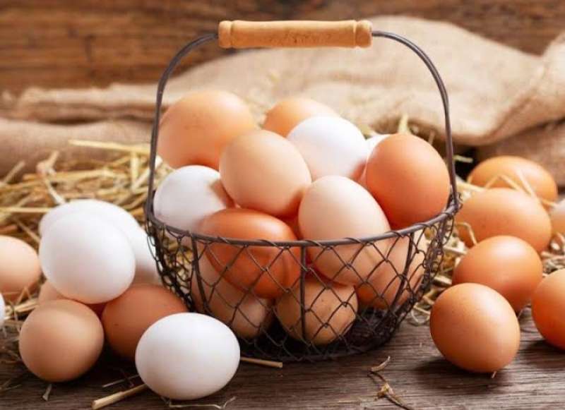 سعر كرتونة البيض اليوم