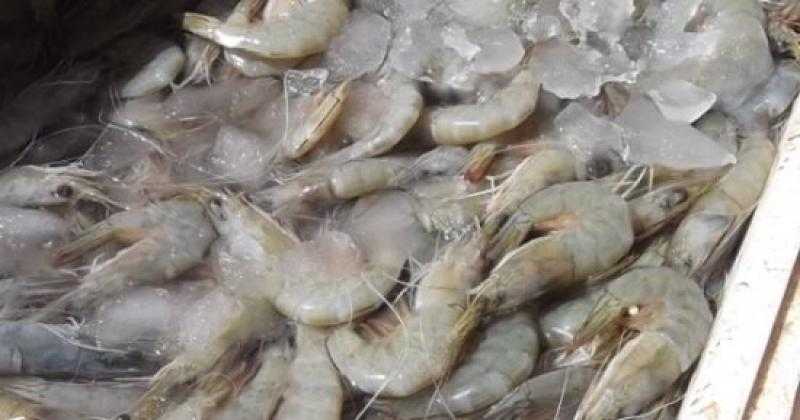 مباحث التموين: ضبط 3.24 طن جمبرى مجمد داخل عبوات بدون بيانات فى القليوبية