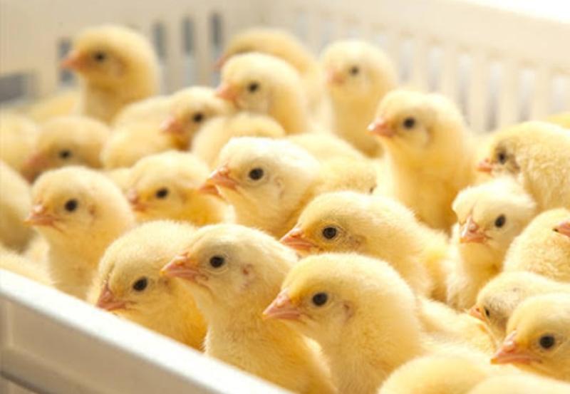 ارتفاع اسعار الكتاكيت اليوم السبت.. الكتكوت الابيض بكام