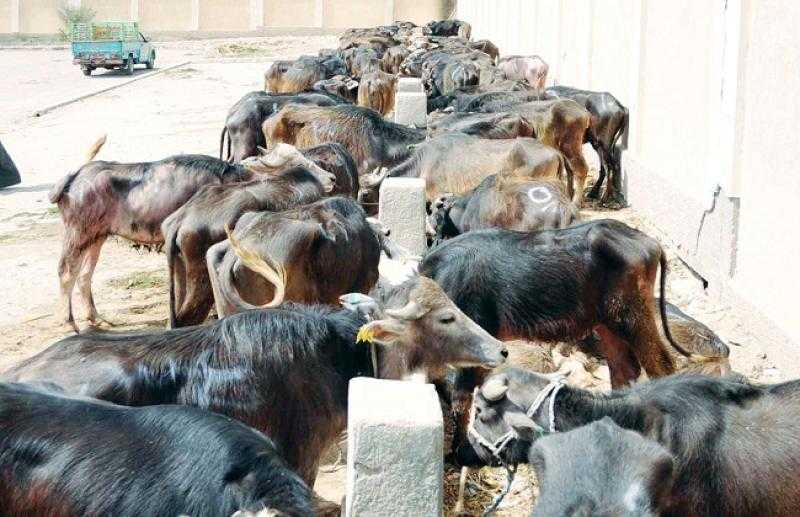 الخدمات البيطرية: خط ساخن لطلب خدمات تحصين الحيوانات ضد الحمى القلاعية.. «فيديو»