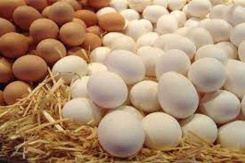 انخفاض جديد بأسعار البيض.. فيديو
