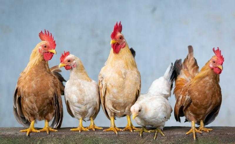 قفزة في أسعار الفراخ البيضاء اليوم الأحد للمستهلك.. وصلت لكام