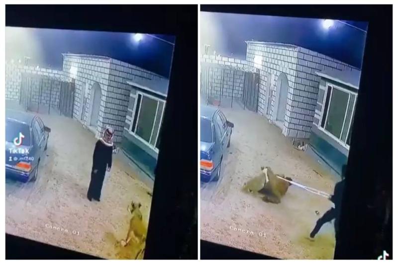 لحظة هجوم الحيوان المفترس على الشاب
