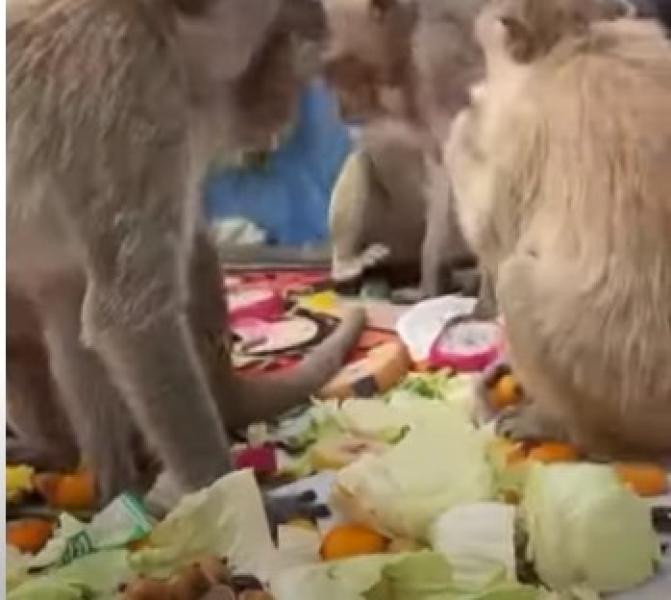 شاهد.. بوفية مفتوح مكافأة للقرود