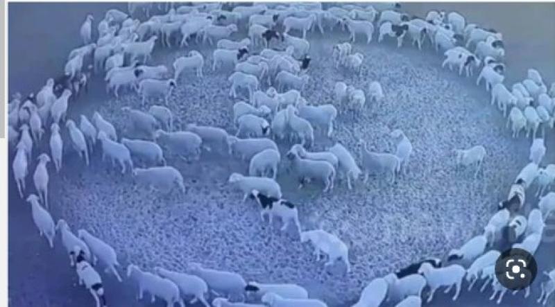 مرض بكتيري.. البيطريين تكشف مفاجأة مدوية عن دوران الأغنام بشكل دائري