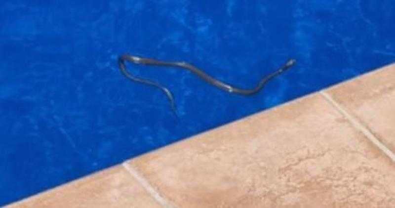 شاهد.. فيديو مفجع لثعبان ينقض على طفل ويسحبه إلى حمام سباحة