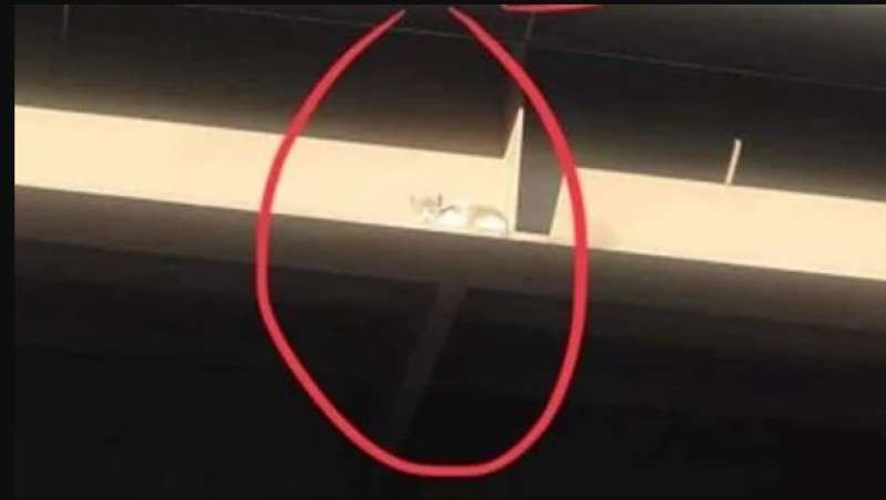 القطة المحتجزة 