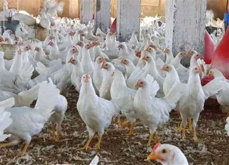الزراعة: انفراجة قريبة بأسعار الدواجن والبيض.. «فيديو»