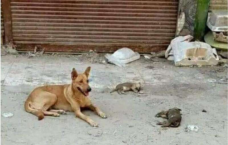 مصر 2030