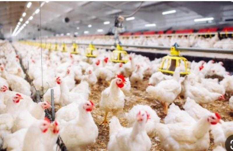 بعد إعدام الكتاكيت.. شعبة الدواجن تكشف عن أزمة جديدة