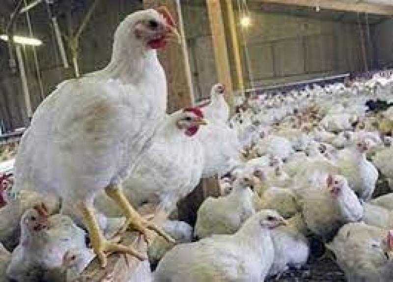 23 جنيهًا لكيلو الدواجن.. اعرف التفاصيل