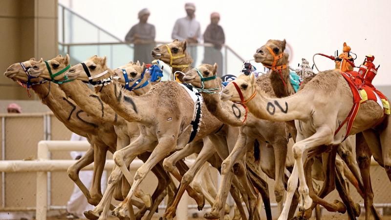سباق الهجن- صورة أرشيفية